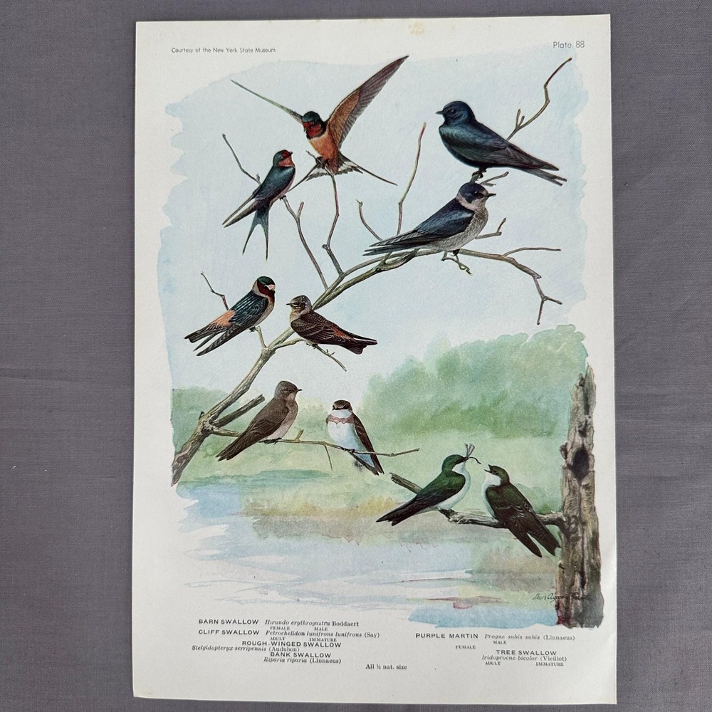 1936 Louis Fuertes Barn Swallow Purple Martin Tree Bird Plate Vintage Art Print